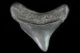 Juvenile Megalodon Tooth - Georgia #75426-1